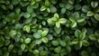 lush green foliage texture background natural leaves pattern nature photograph