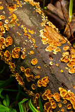 Stereum Hirsutum, Also Called False Turkey Tail And Hairy Curtain Crust, Is A Fungus Typically Forming Multiple Brackets On Dead Wood. It Is Also A Plant Pathogen Infecting Peach Trees