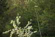 Baumblüte mit Greifvogelstange vor Wald