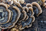 Fototapeta  - Trametes versicolor, also known as Polyporus versicolor, is a common polypore mushroom found throughout the world and also a well-known traditional medicinal mushroom growing on tree trunks