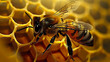 Image of a honey bee on a honeycomb, World Bee Day concept.