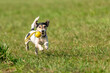 a small cute Jack Russell Terrier dog running fast and with joy across a meadow with a toys in his mouth