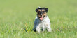 Funny small Jack Russell Terrier dog is running  in a green meadow in the season spring