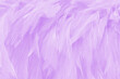 Purple pastel color bird feather pattern texture for background and design.