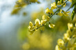 view on a yellow laburnum in the nature