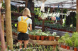 Woman choose live flowers and plants in pots at outdoor market. Rear view.
