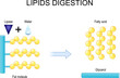 Lipids digestion. Lipolysis.