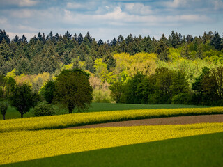 Wall Mural - Bäume und Rapsfelder im Frühjahr