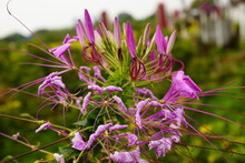 Close-up Of Cleome Spinose Flower