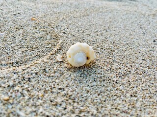 Wall Mural - tender seashell on the wet sand