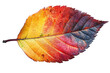 Autumn leaf cutout isolated