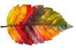 Autumn leaf cutout isolated