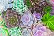 Colorful cactus succulent plants texture background, desert plants blooming in beautiful pattern, close up