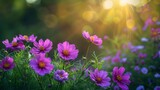 Fototapeta  - Purple cosmos flowers in meadow with soft focus