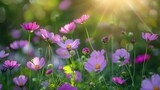 Fototapeta  - Purple cosmos flowers in meadow with soft focus