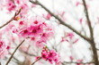 kawazu pink sakura at Issingyo no Oozakura by mt. Aso, Kumamoto