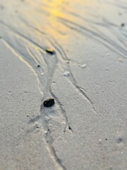 Wall Mural - Sunlight on the wet sandy seashore