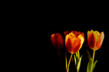 red and yellow tulips on black background