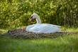 view of a white swan's nest in spring
