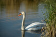 view of a wild white swan in the marshes in spring