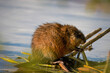 A muskrat sits at the nest in the water and eats green plants on a sunny spring evening. 