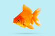 Oranda goldfish isolated on blue background