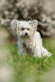 Fototapeta  - Cute white dog with spring blossoms