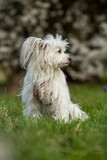 Fototapeta  - Cute white dog with spring blossoms