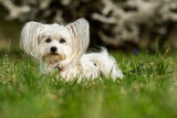 Fototapeta  - Cute white dog with spring blossoms