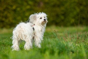 Wall Mural - Cute white dog with spring blossomsstanding in a meadow