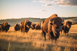 © The Origin 33 - Herd of majestic bison grazing on the rolling plains of the American Midwest