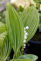 Wall Mural - lily of the valley in bloom