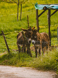 Fototapeta Perspektywa 3d - Junge Esel auf einer Weide