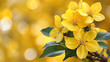 Beautiful blooming yellow flowers on a blurred yellow background.