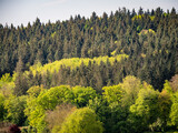 Bäume im Feld und Mischwald im Frühjahr