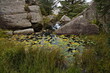 Small pond at hiking track to the lighthouse Eigeroy Fir on the island Midbrodoya at Egersund in Norway, Europe
