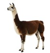 A brown and white llama standing against a white background