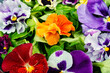 Salad of edible flowers, spring detox.