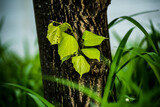 Fototapeta  - Grüne Blätter wachsen aus einem Baum heraus