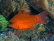 A bright orange salt water Cardinalfish under a colorful reef. Underwater scene.