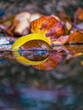 After the Rain. Autumn and winter leaves in various earthy tones are reflected in the water of a small pond....