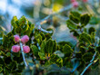 Red Ephedra aphylla Forssk berries shine like transparent pearls laid on Kermes Oak leaves under the morning sun. Tranquil winter scene...