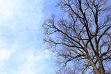 Fototapeta Koty - Leafless tree branches silhouette. Natural tree branches silhouette on a blue background. Trees silhouettes on blue sky. Nature background. Leafless tree branches with sky. Copy space