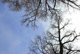 Fototapeta Koty - Leafless tree branches silhouette. Natural tree branches silhouette on a blue background. Trees silhouettes on blue sky. Nature background. Leafless tree branches with sky. Copy space