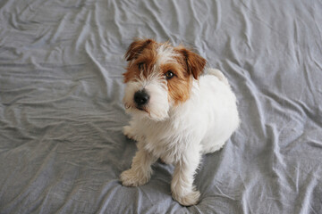 Wall Mural - Super cute wire haired Jack Russel terrier puppy on a bed with gray linens. Close up, copy space, background.