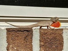 A Brown Anole Lizard Strides To The Right Along A Brick Window Ledge, Toes Raised, Showcasing Its Dewlap.