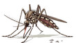 mosquito insect cartoon illustration isolated on white, generative ai