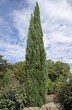 Cyprès de Provence dans un espace vert