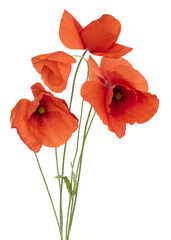 Wall Mural - coquelicots