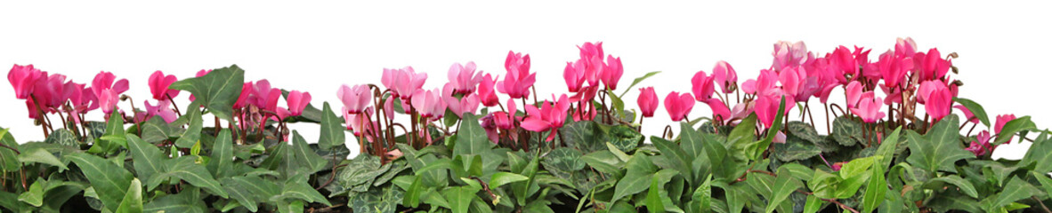 Poster - Mini Cyclamens roses